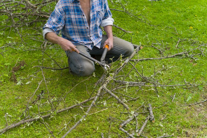 Nova zahrada - konare